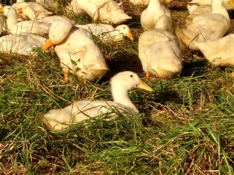 Grimaud hybrid pekin ducks for sale online, buy grimaud hybrid pekin ducks online, order the grimaud hybrid pekin is a fast growing, feed efficient duck with outstanding meat characteristics. Ducks on Pasture : Duck Breed Trial and Report