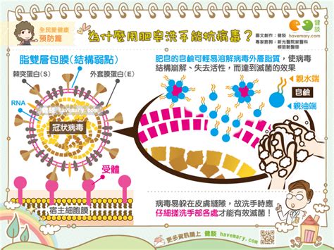 產業動態 產業分析 名家觀點 國際專欄 國際綜合 外媒解析 投資理財 達人帶路 隱形冠軍 職場充電. 為什麼用肥皂洗手能抗病毒？ | 草根影響力新視野