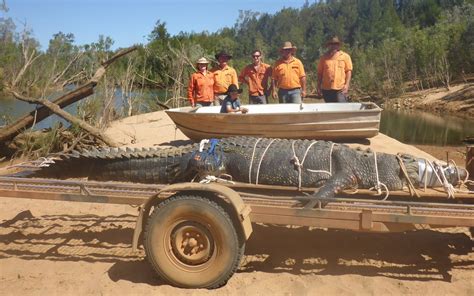 1328 Pound 15 Ft Saltwater Crocodile Caught After 8 Year Hunt O T