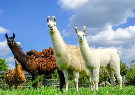 50 Beautiful Llama Facts You Dont Want To Miss Turn Your Curiosity