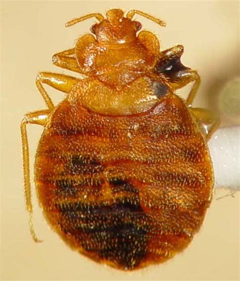 Biology And Identification Bed Bugs In Tennessee