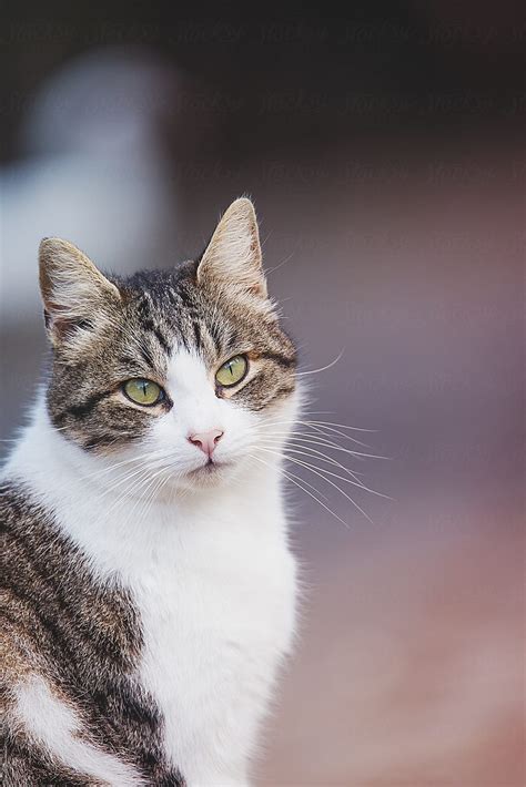 Beautiful Cat Outside By Stocksy Contributor Sky Blue Creative