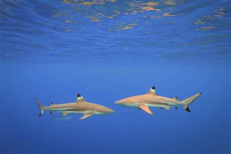 Black Tip Reef Sharks Bora Bora