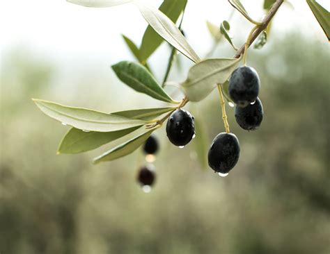 It was severely reduced in trees that carried a heavy fruit load the previous season (harvested in november), and in trees without. Images Gratuites : arbre, olive, fruit, airelle ...