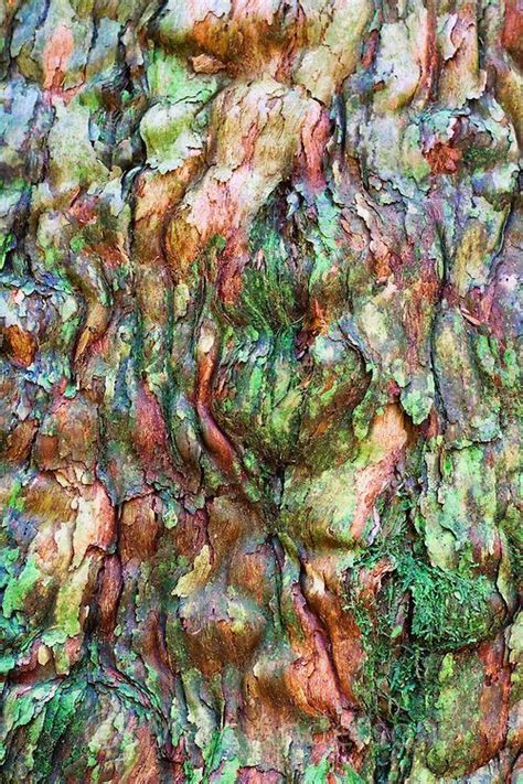 Colourful Bark Природа Радужный эвкалипт Дерево