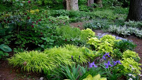 What To Plant Under Trees Shade Plants Woodland Garden Plants Under