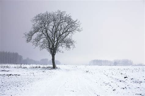 Free Images Landscape Tree Nature Branch Snow Cold