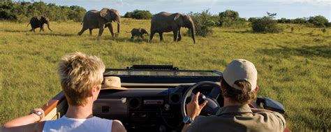 Guide To Your First South Africa Safari Experience A Kruger Safari Tour