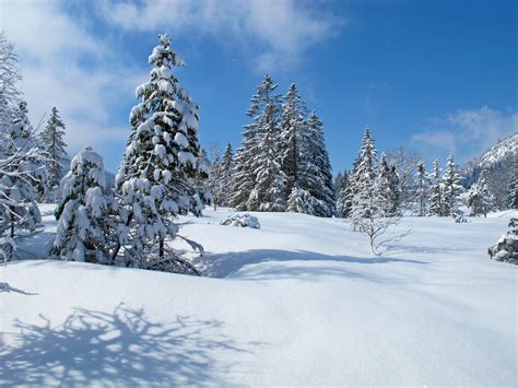 Gratis Afbeeldingen Landschap Boom Natuur Berg Sneeuw Winter