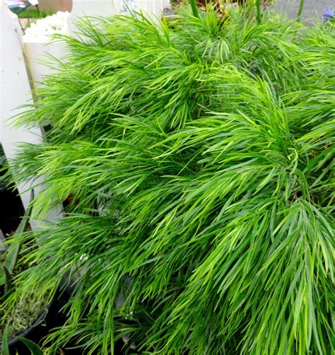 Seach acacia, acaciella, vachellia, senegalia & mariosousa in kew plant list. Photo #45605 | Acacia cognata 'Cousin Itt' | plant lust