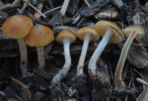 The First Case Of Psilocybe Azurescens In The San Francisco Bay Area