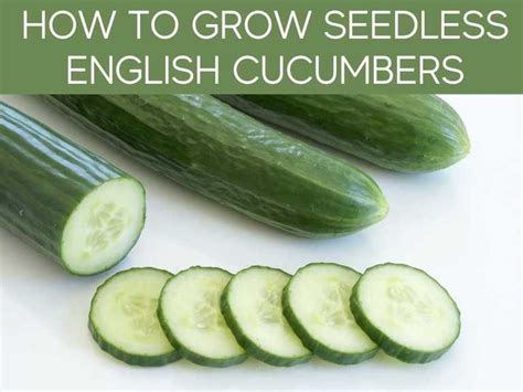 How To Grow English Cucumber From Seed Greenhouse Today
