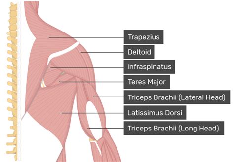 Teres Minor Muscle Attachments Actions And Innervation Getbodysmart