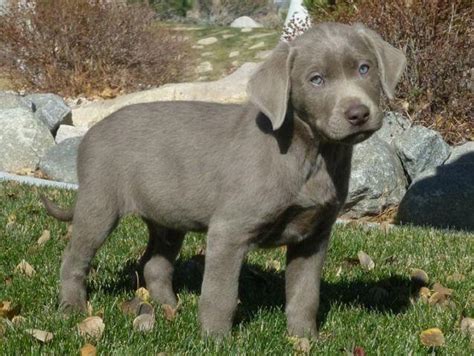 Akc Silver And Charcoal Labrador Puppies 9 Weeks Old For Sale In