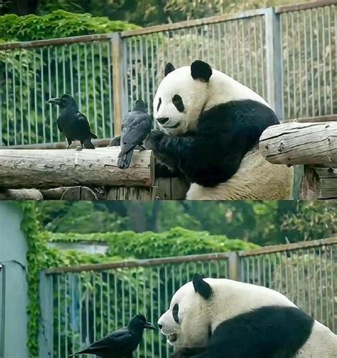 Giant Panda Menglans Yard Fence Has Been Heightened After Many “prison