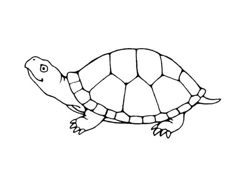 These coloring pages of turtles can be a lot of fun for your kid. Get This Free Turtle Coloring Pages for Kids yy6l0