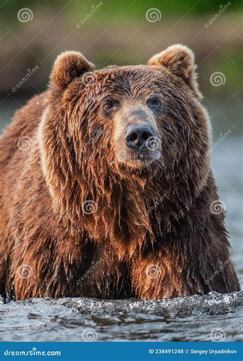 Closeup Portrait Of Wild Adult Brown Bear Close Up Front View