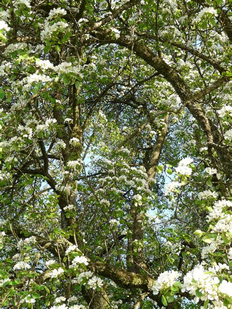 Free Images Tree Forest Branch White Leaf Flower Bloom Orchard