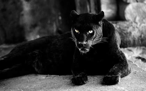 Premium Photo Beautiful Black Panther Big Cat Animal World