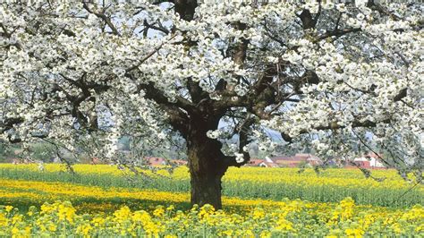 Tree Beauty Sky Nature Beautiful Flower Pink Sakura Wallpapers