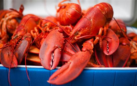 how to cook lobster dead