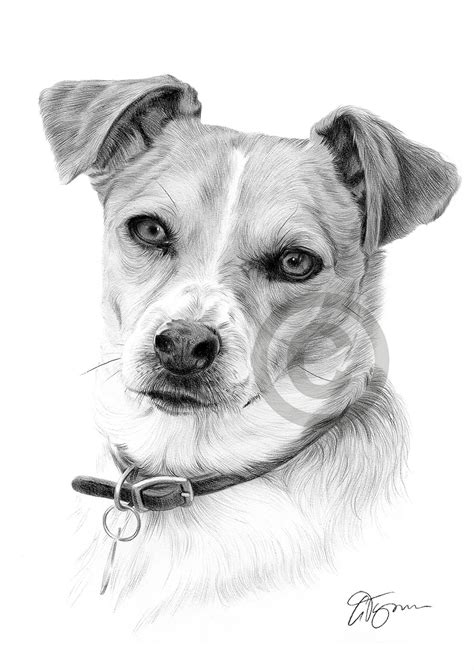 Pencil Drawing Of A Jack Russell Terrier By Uk Artist Gary Tymon