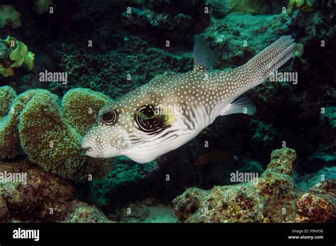 A White Spotted Puffer Fish Swimming In A Coral Reef Stock Photo Alamy