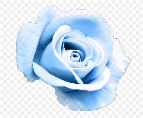 Garden Roses Blue Rose Clip Art Flower Png 810x678px Garden Roses