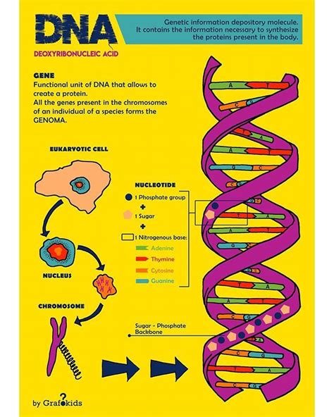 The Dna 👩‍🔬🔬 Biology Infographic For Kids 👉 Follow Us To See Whats