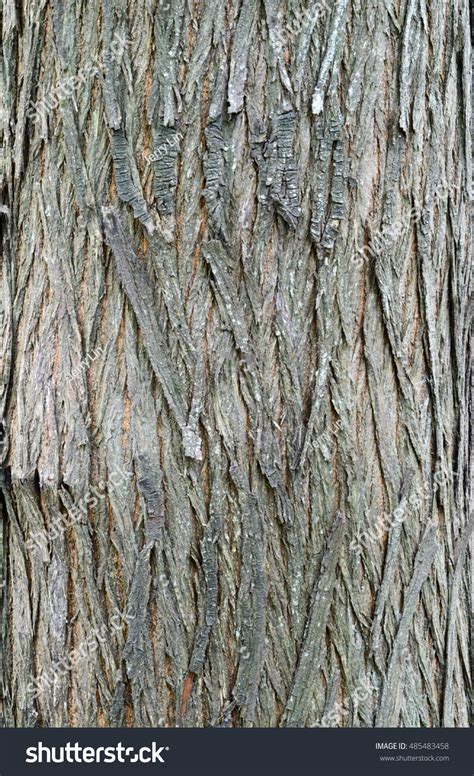 Bark Of Willow Tree Texture Stock Photo 485483458 Shutterstock
