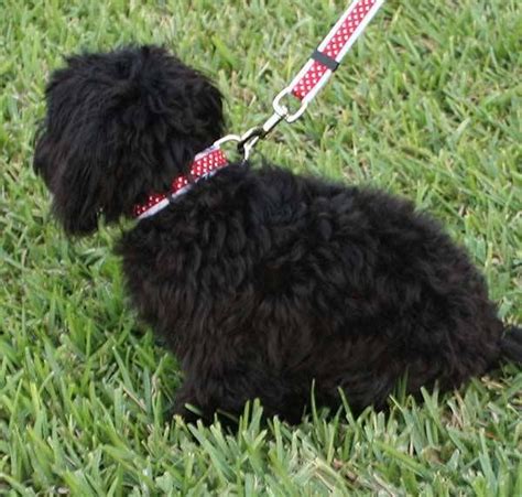 Easy Craft Dog Leash And Collar Online Ribbon May Arts Ribbon Dog