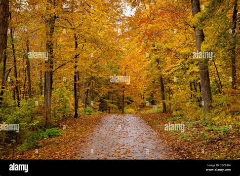 A Wet Autumn Day On A Woodland Path Stock Photo Alamy