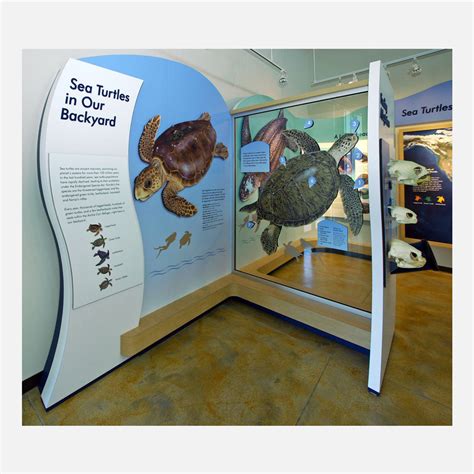 Barrier Island Center Sea Turtle Display Area Drawnbydawn