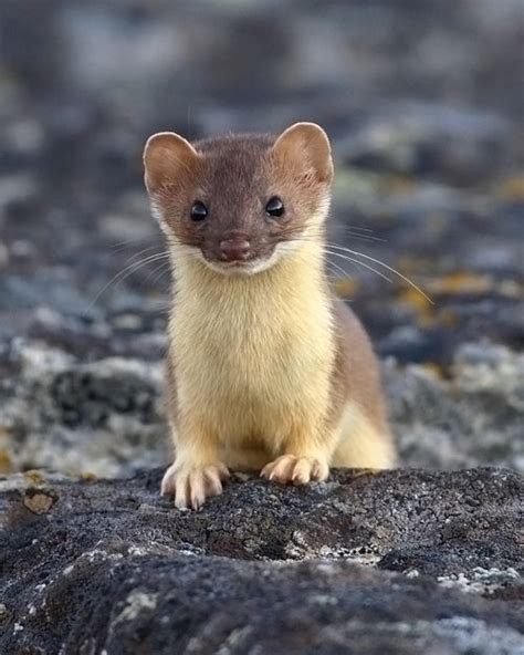 Awasome Baby Weasels References Quicklyzz