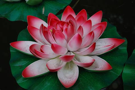 China And Tibet Lotus Flower Pictures Rose Flower Photos Chinese Flowers