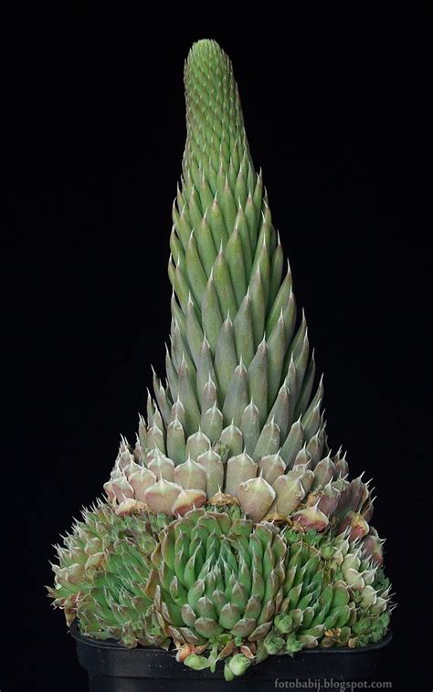 La schlumbergera truncata o cactus de navidad en su ambiente natural, al crecer en otro árbol u objeto, recibe agua de lluvia que drena como decíamos anteriormente, una de las particularidades del cactus de navidad es que sus flores toman diferentes colores: Orostachys spinosa - Suculentas y Cactus