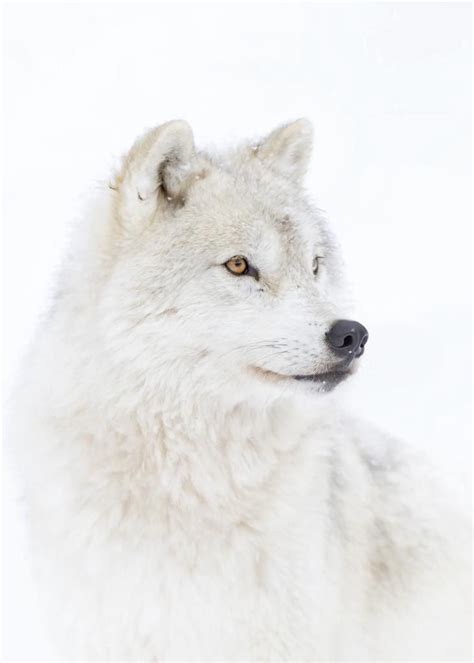 Arctic Wolf By Kelly Walkotten Ubicaciondepersonascdmxgobmx