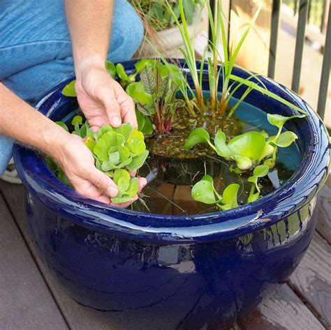 How To Plant A Water Garden Laurens Garden Services Tips On How To