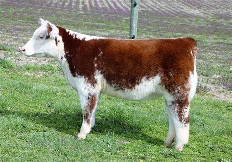 Elliott Cattle Companys Fall Born Heifer And Steer Sale The Pulse