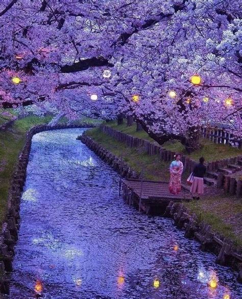 Saitama Japão Onde Está Esse Beck Roxo Com Flores De Cerejeira