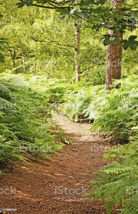 English Woodland Bark Pathway Stock Photo Download Image Now Forest