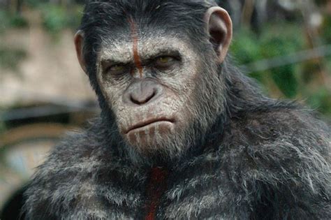 Il pianeta delle scimmie è il miglior film di questa nuova trilogia? Box Office Usa: "The War - Il pianeta delle scimmie" debutta primo