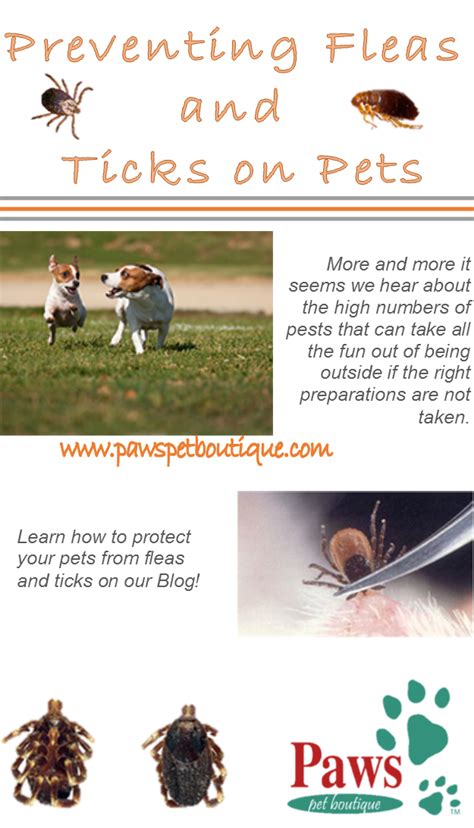 Preventing Fleas And Ticks On Pets Flea And Tick Fleas Pets