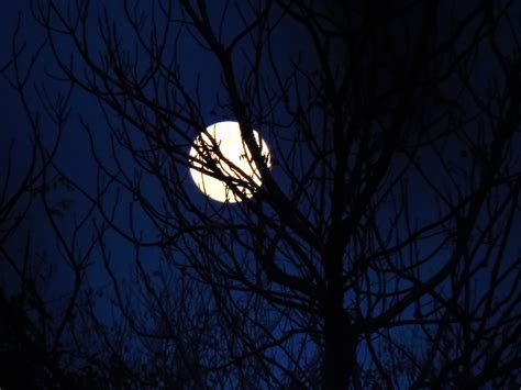 Full Moon Through The Trees 4k Ultra Hd Wallpaper Background Image