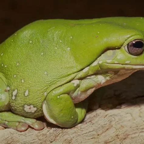 Australian Green Tree Frog Facts Diet Habitat And Pictures On