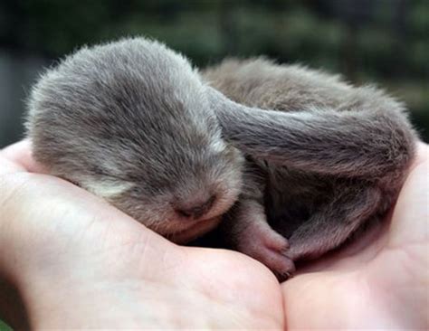 Baby Otters One Of The Cutest Creatures On Land And Sea