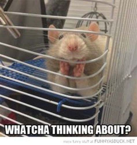 Funny Quotes 42 Funny Pictures Cute Rats Pet Rats Cute Rat