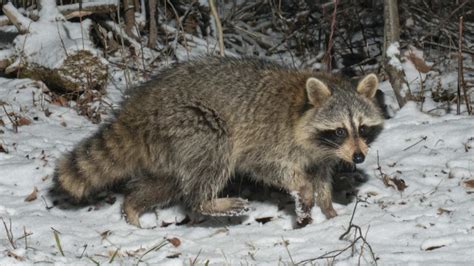 Raccoons In Winter Summit Wildlife Control