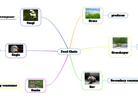 Food Chain Mind Map