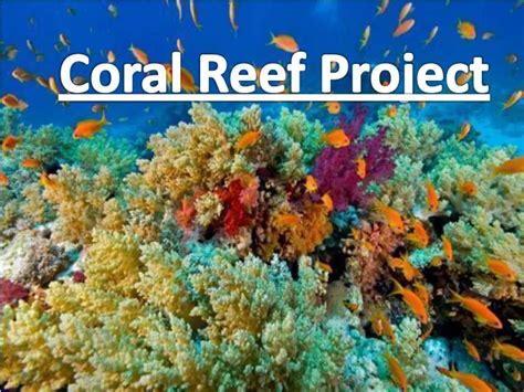 Ppt Coral Reef Project Powerpoint Presentation Free Download Id